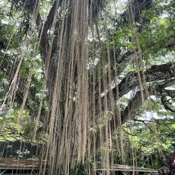 Kualoa Ranch - Tours Near Me - Kaneohe, Hawaii