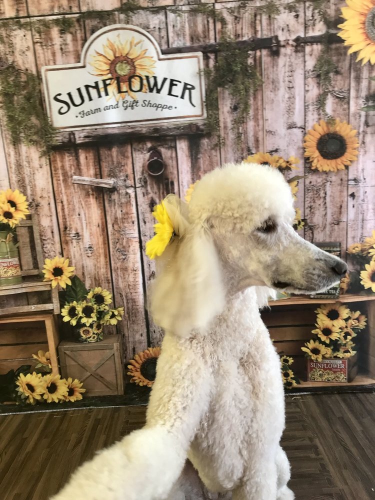 BARK AT THE MOON Updated April 2024 14 Photos Broken Arrow