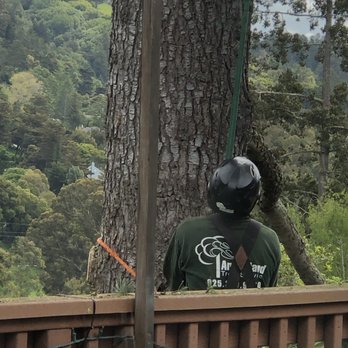 Arborland Tree Service - Repelling down the massive tree. - Tree Services Near Me Arborland Tree Service - Repelling down the massive tree. - Tree Services Near Me