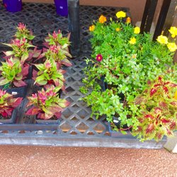 Home Hardware - New plants-2017
