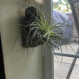 Tillandsia Houston 'Lite Pink' (mounted)
