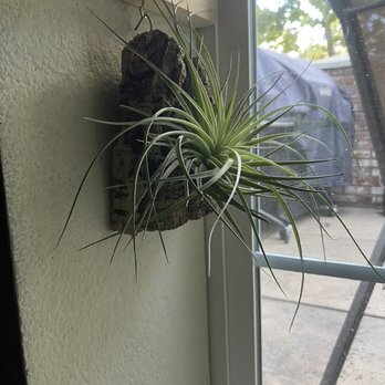 Brookside Orchids - Tillandsia Houston 'Lite Pink' (mounted) - Nurseries & Gardening Near Me - Menlo Park, California