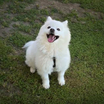 At Your Paws - Pet Groomers Near Me At Your Paws - Pet Groomers Near Me