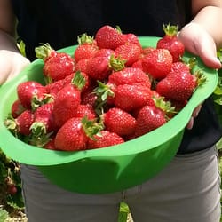 Beerengarten - Lecker