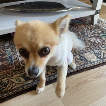 PETCO - Updated August 2025 - 93 Photos & 152 Reviews - 4698