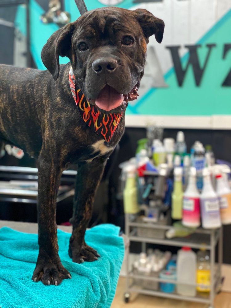 POLLY PAWZ 77 Photos Pet Groomers East Point, GA Phone Number