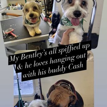 Christine Eide Grooming - Besties - Pet Groomers Near Me Christine Eide Grooming - Besties - Pet Groomers Near Me