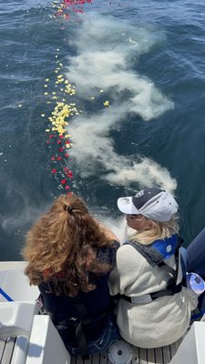 Sail Channel Islands by null