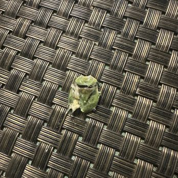 Miel de Agave - A bug that we found in our food - Steakhouses Near Me - Chandler, Arizona Miel de Agave - A bug that we found in our food - Steakhouses Near Me - Chandler, Arizona