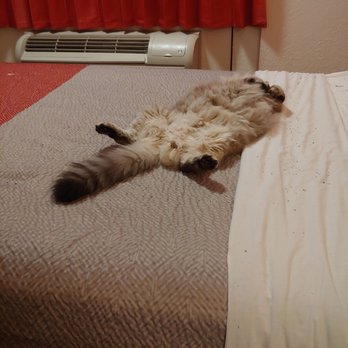 Motel 6 - Even my usually very anxious cat feels relaxed here - Hotels Near Me - Simi Valley, California