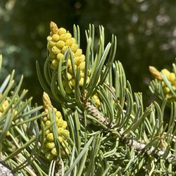Turquoise Trail Campground & Rv Park - Pinyon Pine