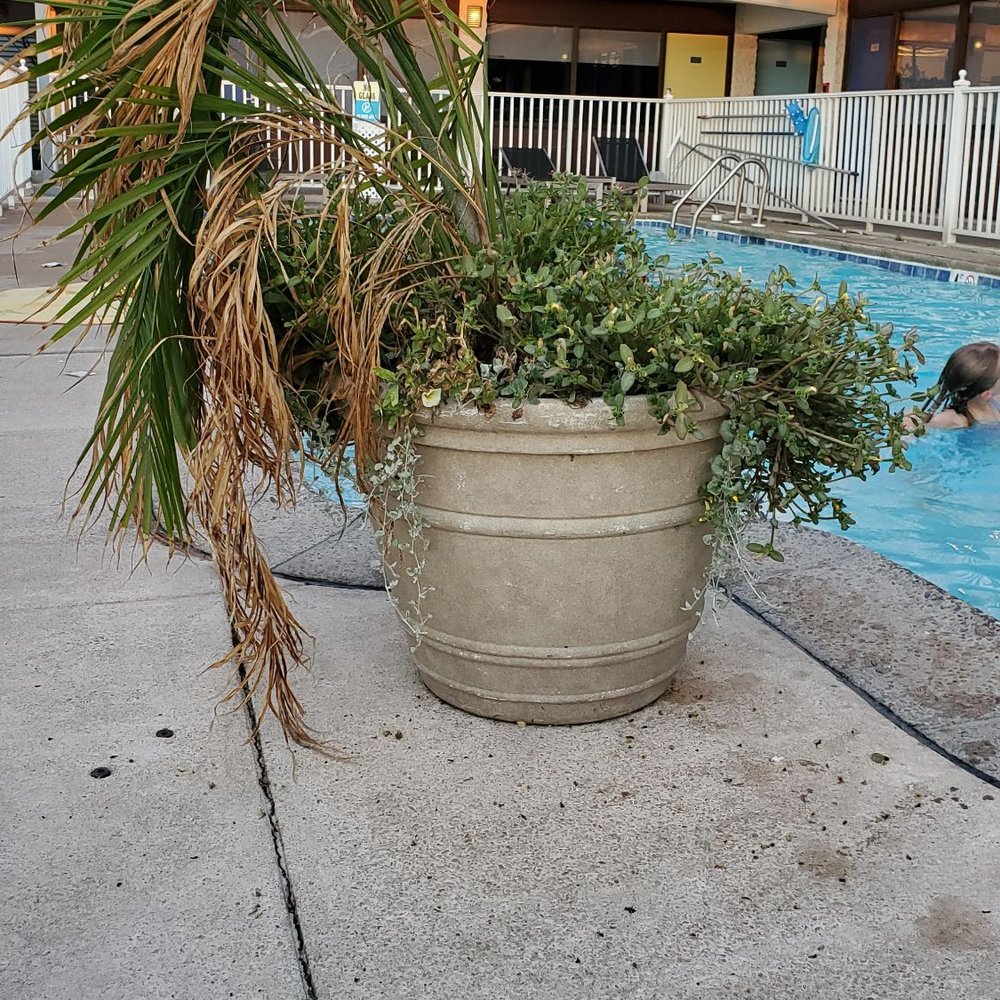 Block Party Hotels - Poor palm - Hotels Near Me - Dewey Beach, Delaware