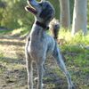 La Paz Animal Clinic gift card