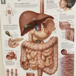 The Body Benefit