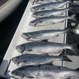 All the salmon we caught that day