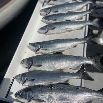 Fish Finders Private Charters - All the salmon we caught that day - Fishing Near Me - Seattle, Washington