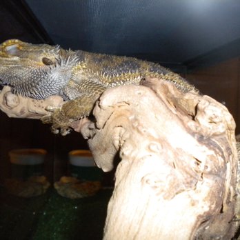 All God's Creatures Pet Sitting - Steve the Bearded Dragon - Pet Sitting Near Me - Austin, California