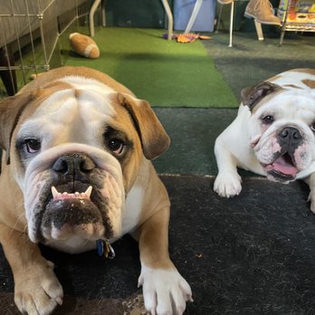 Universal Dog Trainers - Max and princess - Pet Training Near Me Universal Dog Trainers - Max and princess - Pet Training Near Me