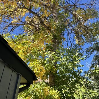 Manny’s Tree Services - Before - Tree Services Near Me Manny’s Tree Services - Before - Tree Services Near Me