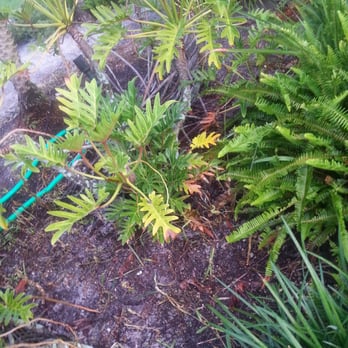 Rick Roberts Lawn Service - They also got a couple of my plants with the weed killer also. - Landscaping Near Me - Lehigh Acres, Florida