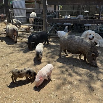 SoCalMiniPigs - Pet Breeders Near Me - Valley Center, California