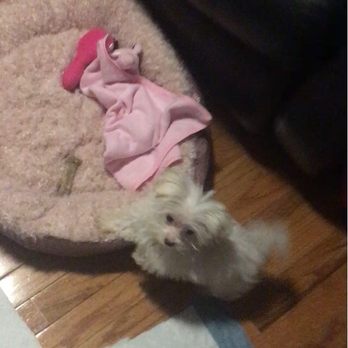 Puppy Paws - Pet Stores Near Me - Ozone Park, New York Puppy Paws - Pet Stores Near Me - Ozone Park, New York