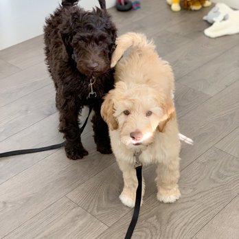 Echo Bark, Inc - Grayson & Aspen (Australian Labradoodles) - Pet Stores Near Me - Los Angeles, California