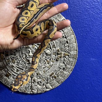 Slither Sity Pythons - Yellow belly clown - Pet Breeders Near Me - San Leandro, California Slither Sity Pythons - Yellow belly clown - Pet Breeders Near Me - San Leandro, California