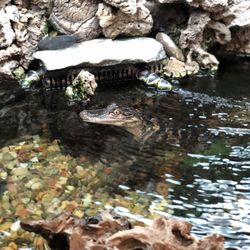 Center for Wildlife Education