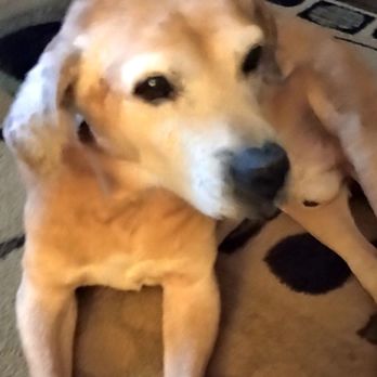 Blue Bonnet Animal Clinic - Red - Veterinarians Near Me - Jemison, Alabama Blue Bonnet Animal Clinic - Red - Veterinarians Near Me - Jemison, Alabama