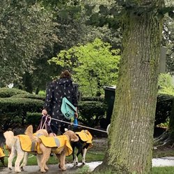 Central Park Neighborhood