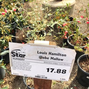 Star Nursery 110 Photos 74 Reviews Nurseries Gardening Star Nursery 110 Photos 74 Reviews