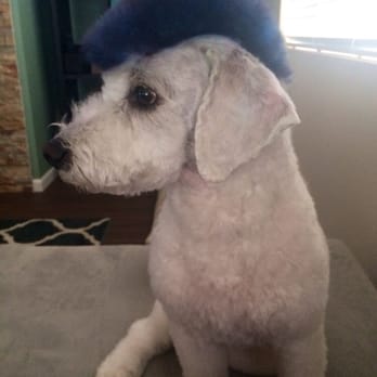 Cute Cuts - New color by Sam - Pet Groomers Near Me - Hillsboro, Oregon Cute Cuts - New color by Sam - Pet Groomers Near Me - Hillsboro, Oregon