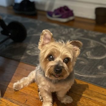 K9 Home Spaw - Buddy post-grooming - Pet Groomers Near Me K9 Home Spaw - Buddy post-grooming - Pet Groomers Near Me