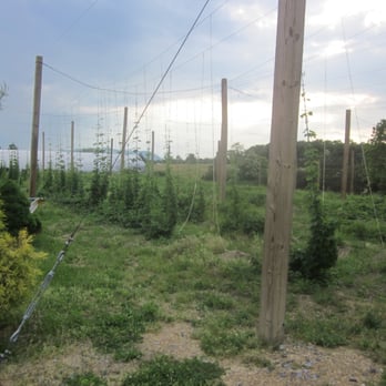 Backroom Brewery - They grow their own hops. - Breweries Near Me - Middletown, Virginia