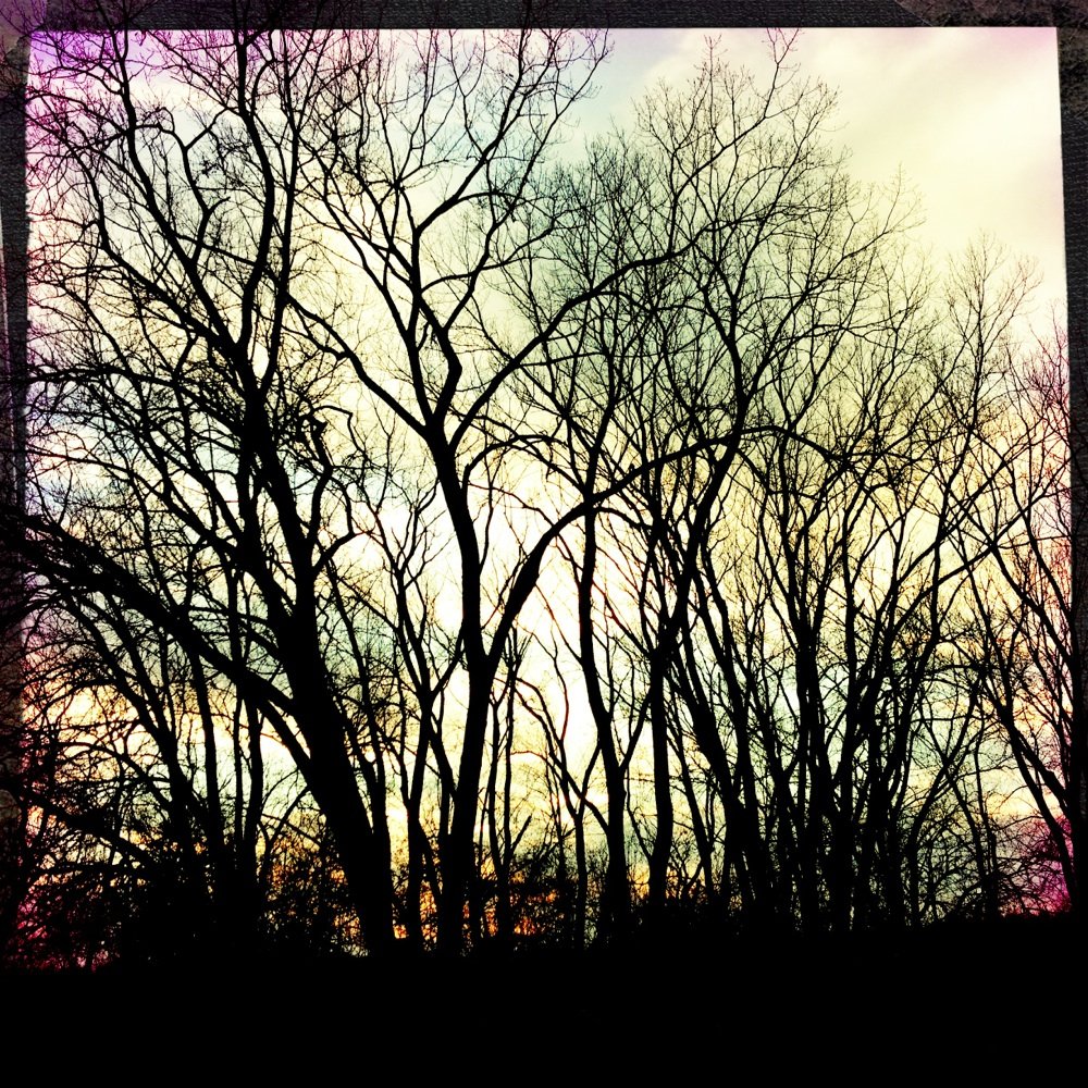 Paul Douglas Forest Preserve - Trees at Sunset. - Hiking Near Me - Hoffman Estates, Illinois Paul Douglas Forest Preserve - Trees at Sunset. - Hiking Near Me - Hoffman Estates, Illinois