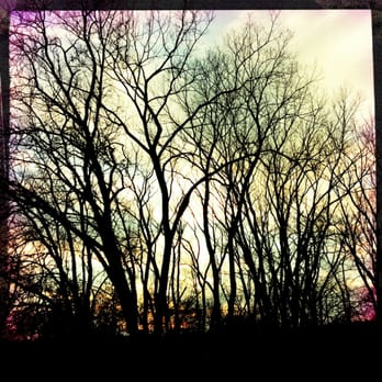 Paul Douglas Forest Preserve - Trees at Sunset. - Hiking Near Me - Hoffman Estates, Illinois