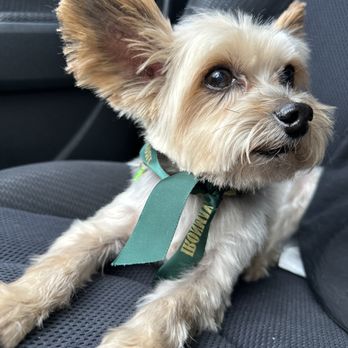 Ironmaya Pet Grooming - Pet Groomers Near Me - Diamond Bar, California