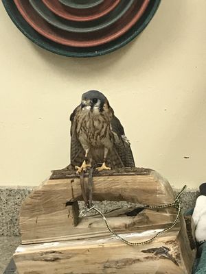 Clinic for the Rehabilitation of Wildlife (CROW) - Visitor Education Center by null