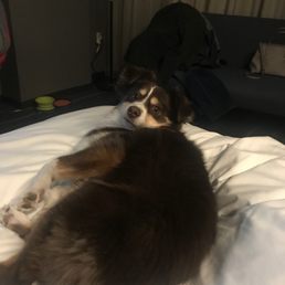 Cooper Joe