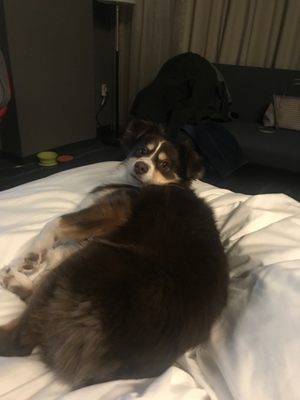 Now Boarding by null