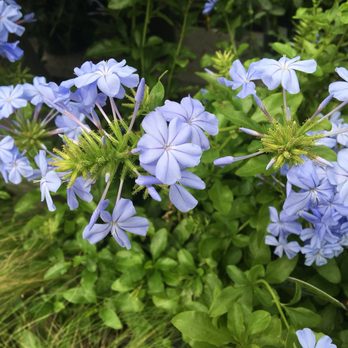 Buchanan's Native Plants - Nurseries & Gardening Near Me - Houston, Texas