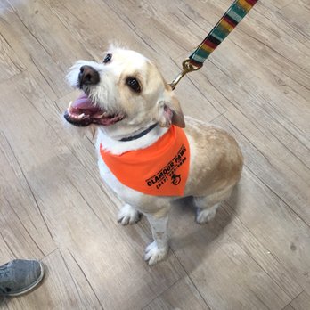 glamour paws mobile grooming