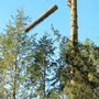 Matthew Banchero's Tree Service