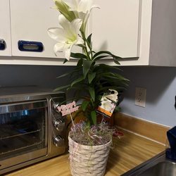 Easter Lily