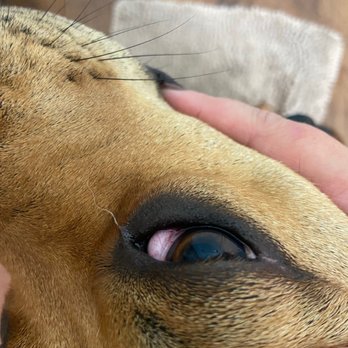 Lannon S Animal Hospital Veterinarians 100 Lannons Ln Elizabeth City Nc Phone Number