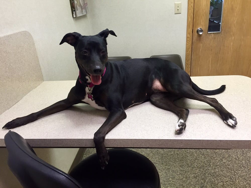 CRAGO VETERINARY CLINIC 12 Reviews 7077 West Blvd, Youngstown, Ohio Veterinarians Phone