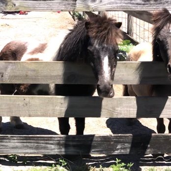 LaPorte Farms - Ponies - Venues & Event Spaces Near Me - Sebastian, Florida LaPorte Farms - Ponies - Venues & Event Spaces Near Me - Sebastian, Florida