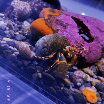 Seattle Aquarium - Cute little crab in tank with shells and colorful coral - Aquariums Near Me - Seattle, Washington Seattle Aquarium - Cute little crab in tank with shells and colorful coral - Aquariums Near Me - Seattle, Washington
