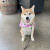 Dogwalker Etc gift card